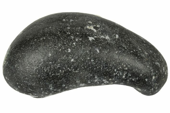 Fossil Whale Ear Bone - Miocene #177805